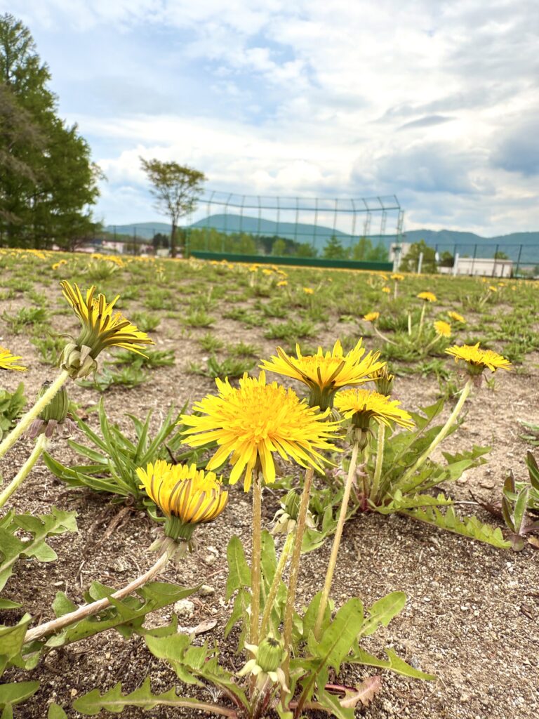 北海道の小学校グラウンドに咲くたんぽぽと残雪の山々、春を告げるのどかな田舎風景|家族旅行にも人気の季節の絶景スポット