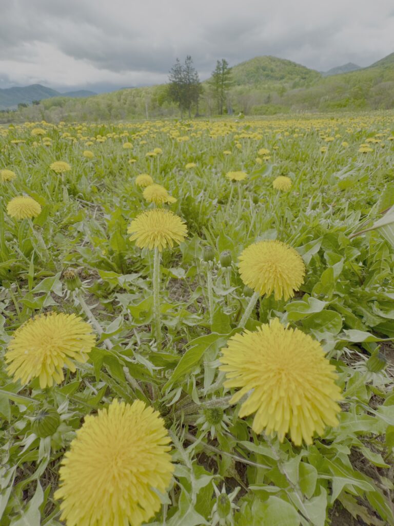 春の北海道に広がる一面のたんぽぽ畑|黄色い絨毯のような絶景ドライブスポットのたんぽぽのドアップ