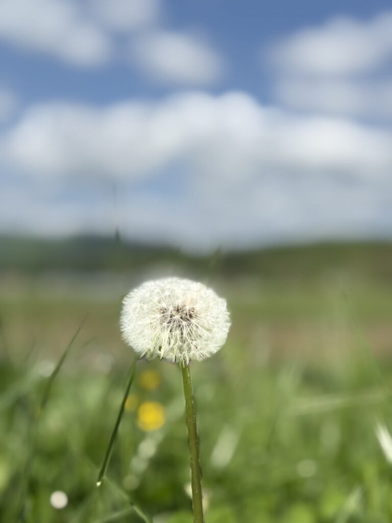 朝露に濡れた北海道のたんぽぽ綿毛、春の光に輝く幻想的なマクロ風景写真|自然の美しさを感じる癒しの一枚