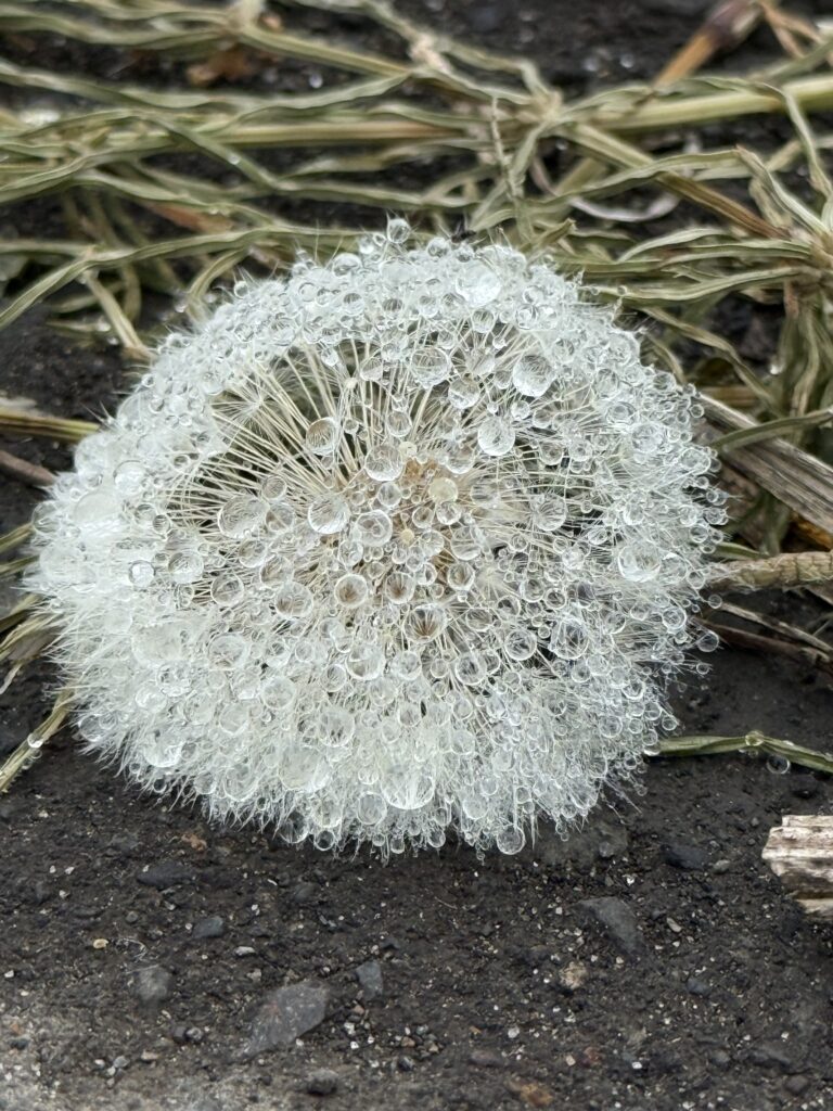 水滴がついたたんぽぽの綿毛の接写写真|北海道の自然が生み出す幻想的で美しいアート風ショット