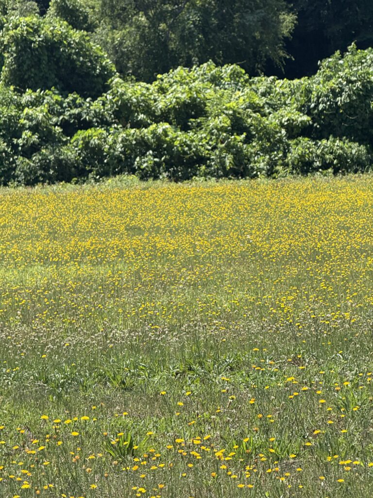 春の北海道に広がる一面のたんぽぽ畑|黄色い絨毯のような絶景ドライブスポット