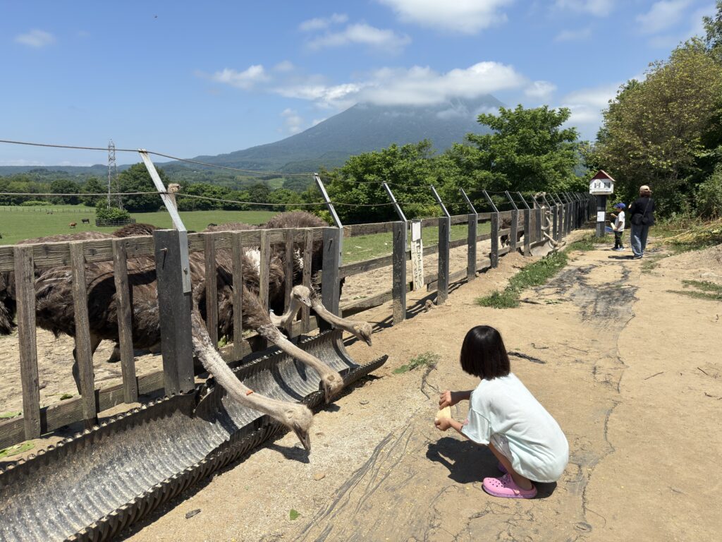Child feeding an ostrich at Daini Arishima Ostrich Farm with Mt. Yotei in the background — family-friendly animal experience in Niseko, Hokkaido