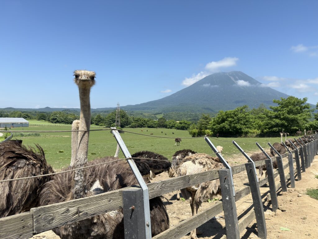 Feeding ostriches with Mt. Yotei in the background at Daini Arishima Ostrich Farm, a top family-friendly attraction in Niseko, Hokkaido