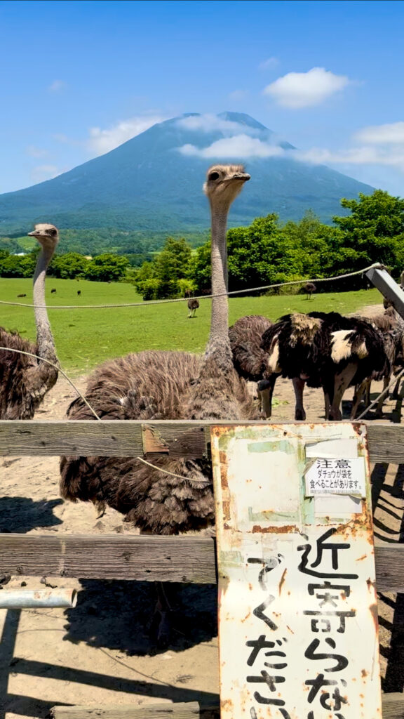 近寄らないでください”の看板越しに、ダチョウと羊蹄山が映える緑豊かな北海道ニセコの風景