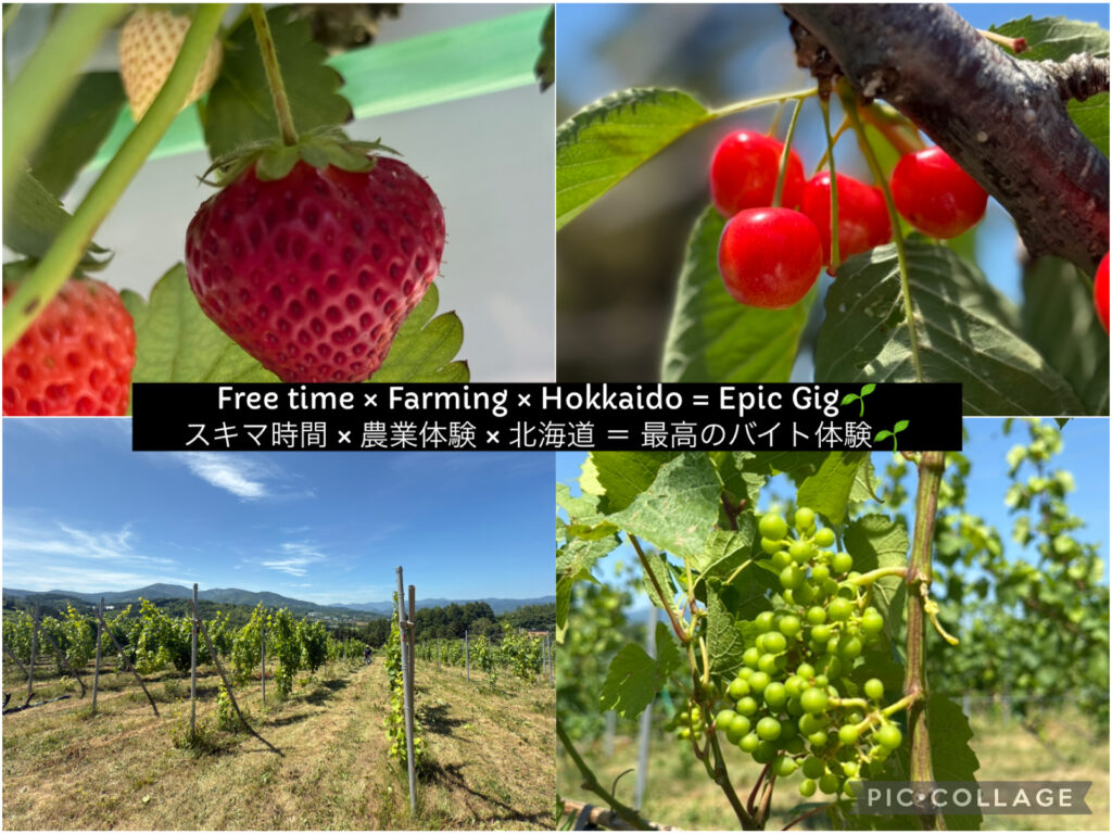 Seasonal farm job in Hokkaido harvesting strawberries, cherries, and grapes. Flexible gig work via Timee app, perfect for families living a free, nature-rich lifestyle in rural Japan.