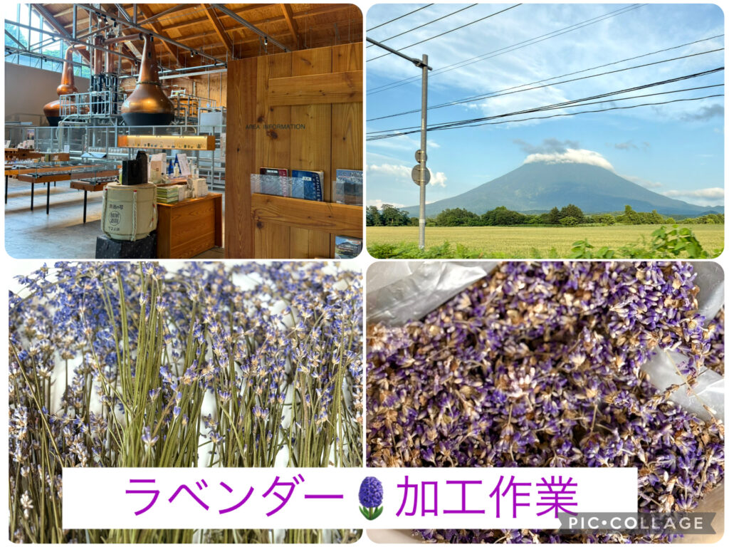 北海道ニセコでラベンダー加工体験|ラベンダー収穫と乾燥・選別作業|自然と香りに癒される農業バイト|羊蹄山を望む絶景ロケーション