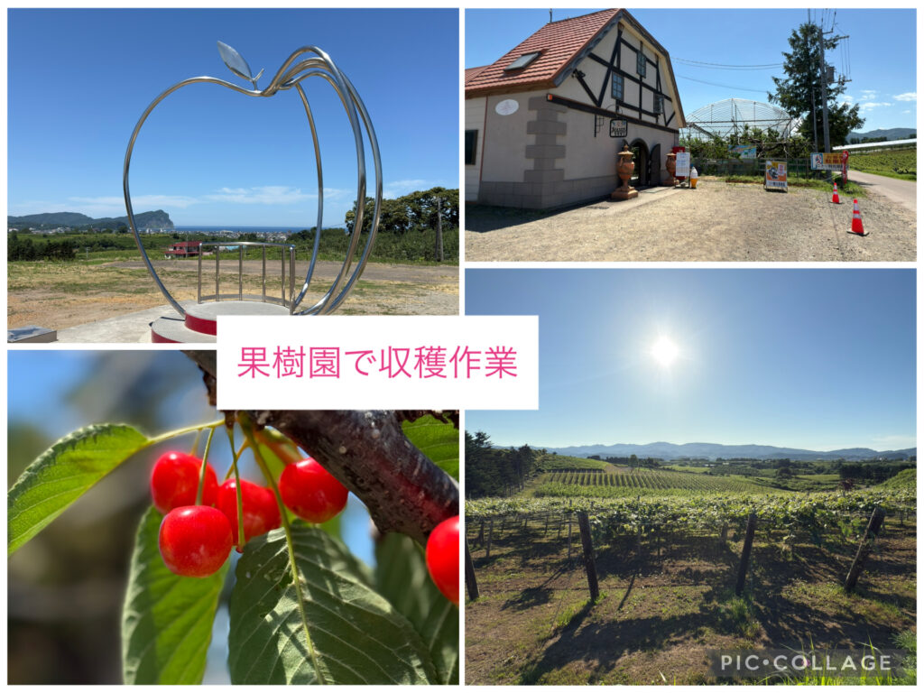 北海道余市の果樹園でさくらんぼを収穫する体験|美しい青空と果樹園の絶景|農業アルバイト・スキマバイト体験|小樽・ニセコ周辺のおすすめ農園