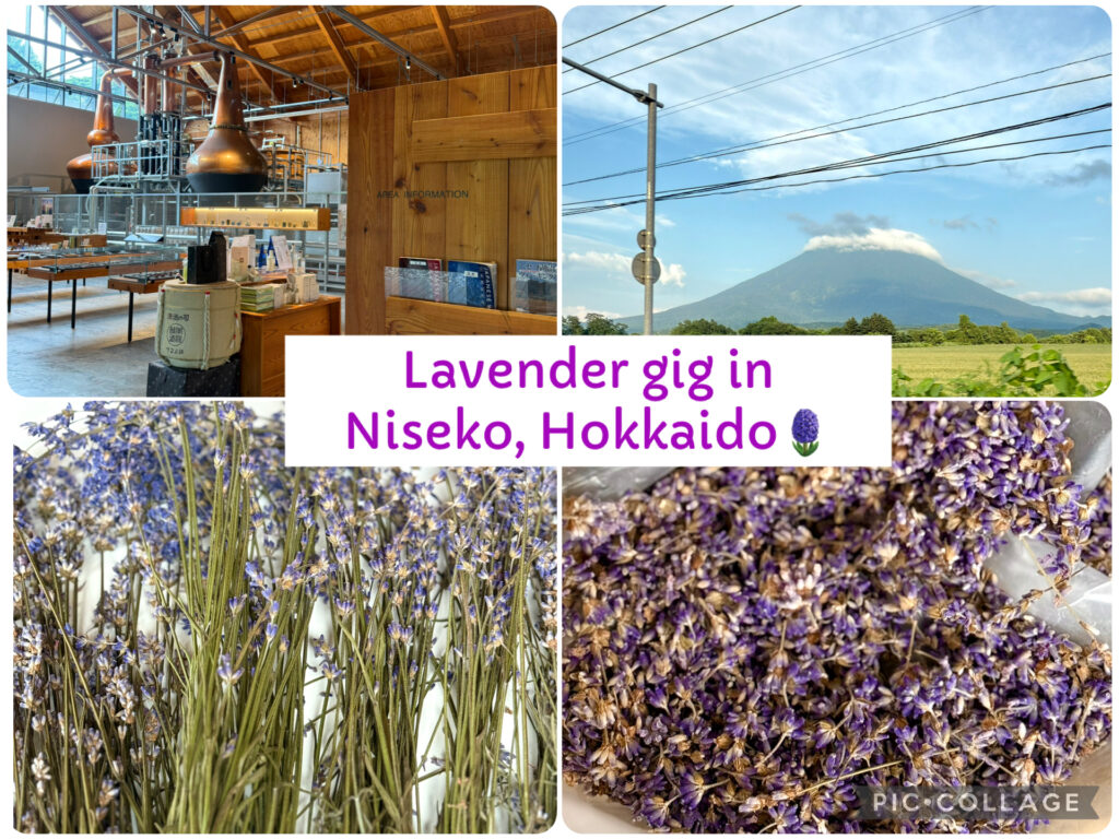 Lavender processing experience in Niseko, Hokkaido. Includes harvesting, drying, and sorting lavender flowers with breathtaking views of Mt. Yotei. A calming farm job surrounded by nature and fragrance.