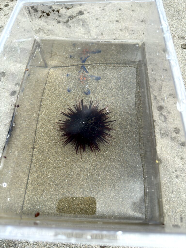 Purple sea urchin found on Yoichi beach – A fun and educational tidepool discovery for kids in Hokkaido