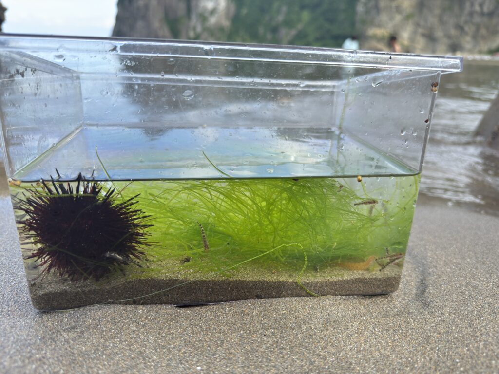 北海道余市の海で見つけたムラサキウニ|磯遊びで自然とふれあえる貴重な体験