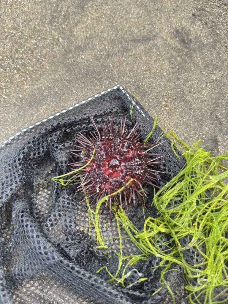 北海道余市の海で見つけたムラサキウニ｜磯遊びで自然とふれあえる貴重な体験