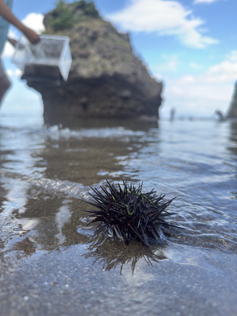 北海道余市の海で見つけたムラサキウニ｜磯遊びで自然とふれあえる貴重な体験