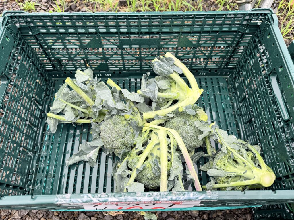 ニセコ町の芳賀農場で販売されていたブロッコリー100円|北海道の野菜直売所