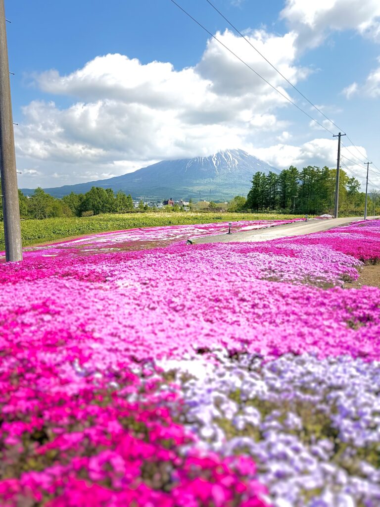 三島さんの芝桜と羊蹄山2025年5月下旬