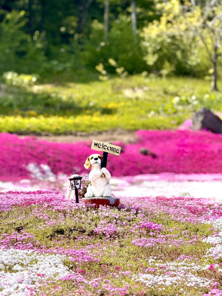 三島さんの芝桜2026 開花状況と犬のWelcomeオブジェ