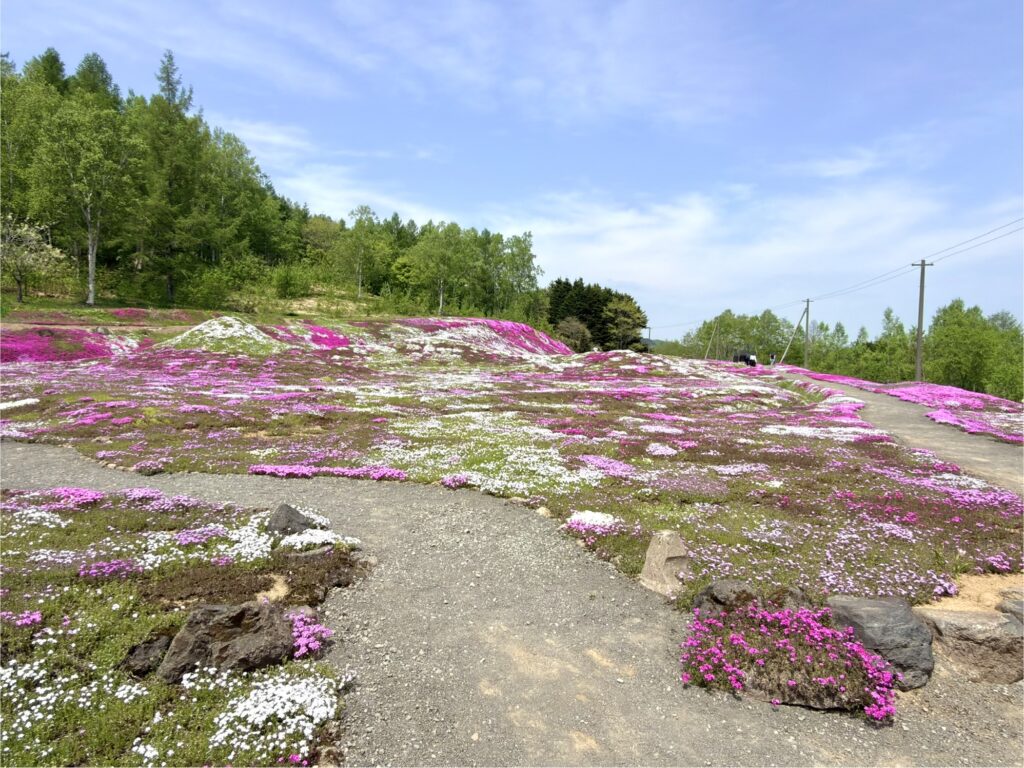 三島さんの芝桜2026 開花状況