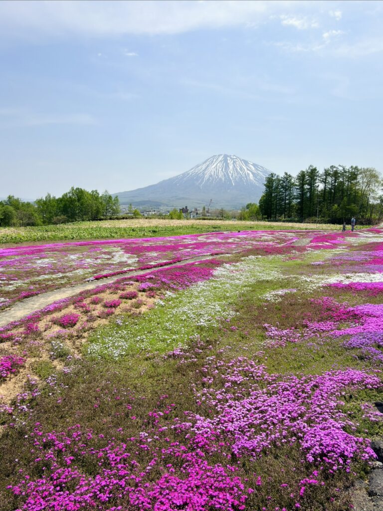三島さんの芝桜2026 開花状況と羊蹄山