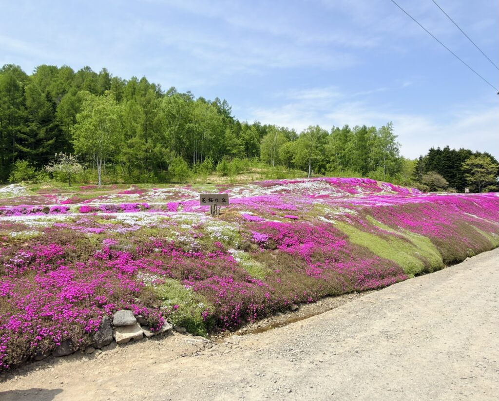 三島さんの芝桜2026 開花状況