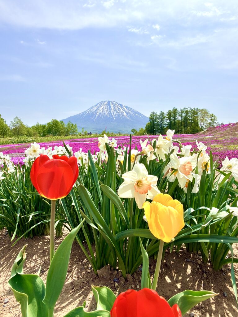 三島さんの芝桜とチューリップ越しに見える羊蹄山