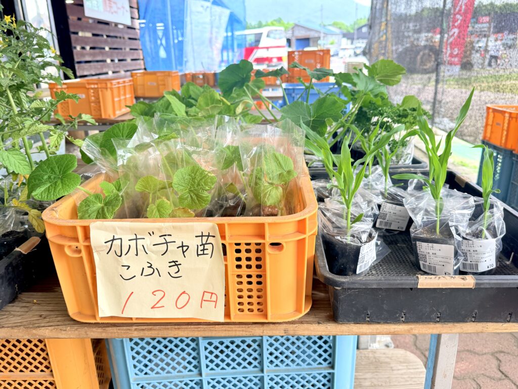 道の駅ニセコビュープラザで販売されるこふき南瓜苗 家庭菜園向けの人気かぼちゃ苗