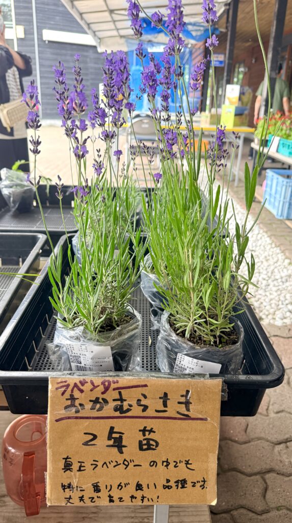 道の駅ニセコビュープラザで販売される真性ラベンダーおかむらさき2年苗 北海道で人気の花苗