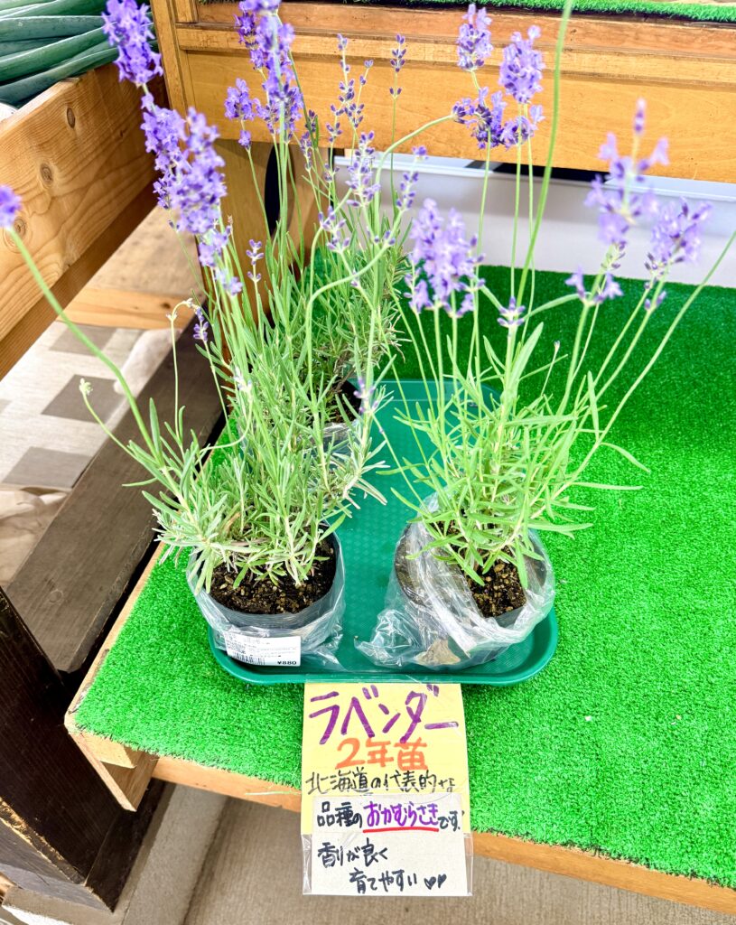 道の駅ニセコビュープラザで販売される真性ラベンダーおかむらさき2年苗 北海道で人気の花苗