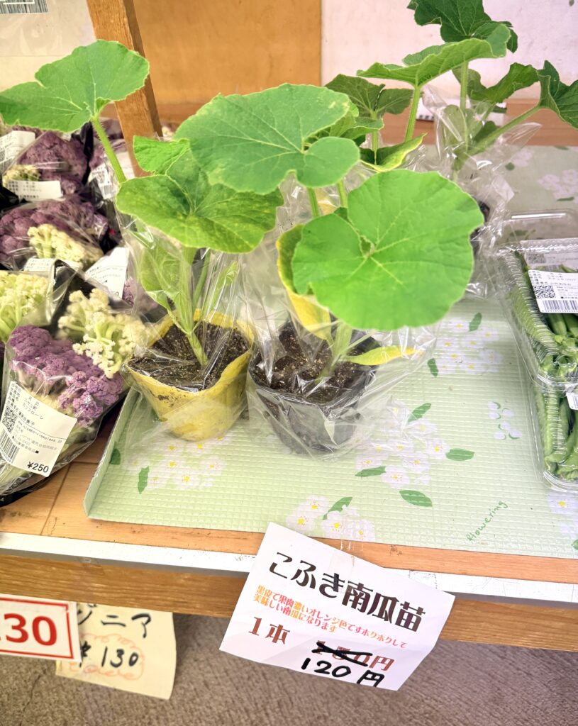 道の駅ニセコビュープラザで販売されるこふき南瓜苗 家庭菜園向けの人気かぼちゃ苗