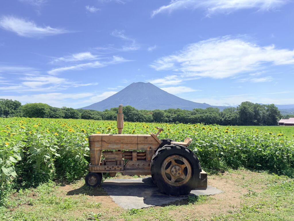 羊蹄山を望む高橋牧場ひまわり畑の夏の風景