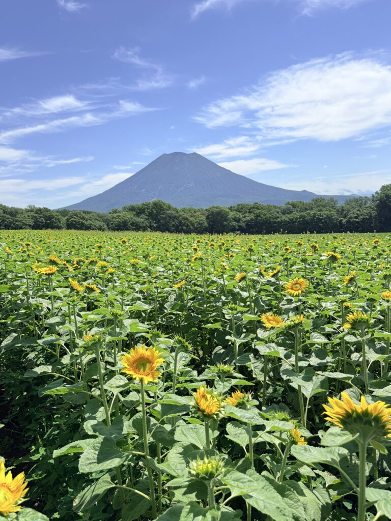 Sunflowers with Mt. Yotei at Takahashi Farm in Niseko, Hokkaido