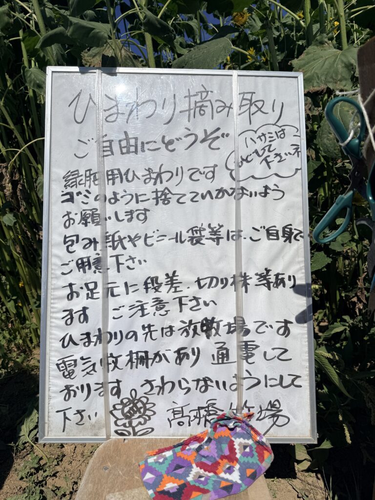 高橋牧場ひまわり畑の無料摘み取り案内|ニセコ