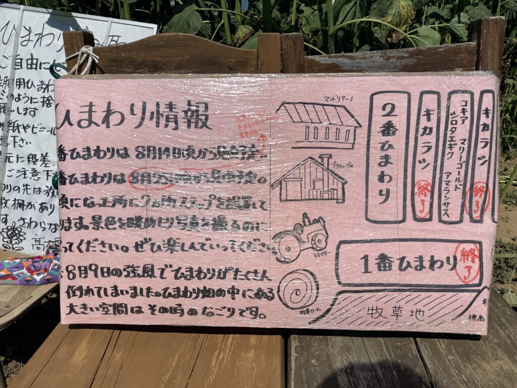ニセコ高橋牧場のひまわり情報案内板|2026年8月16日