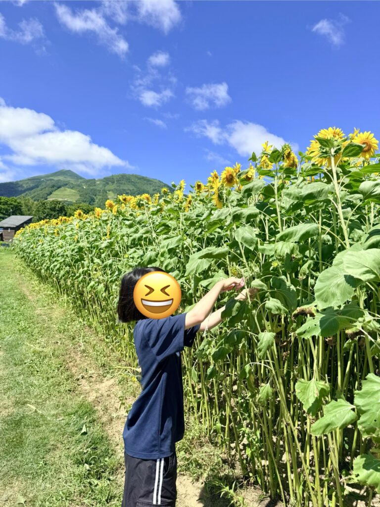 ニセコ高橋牧場のひまわり畑でひまわりを摘み取る様子