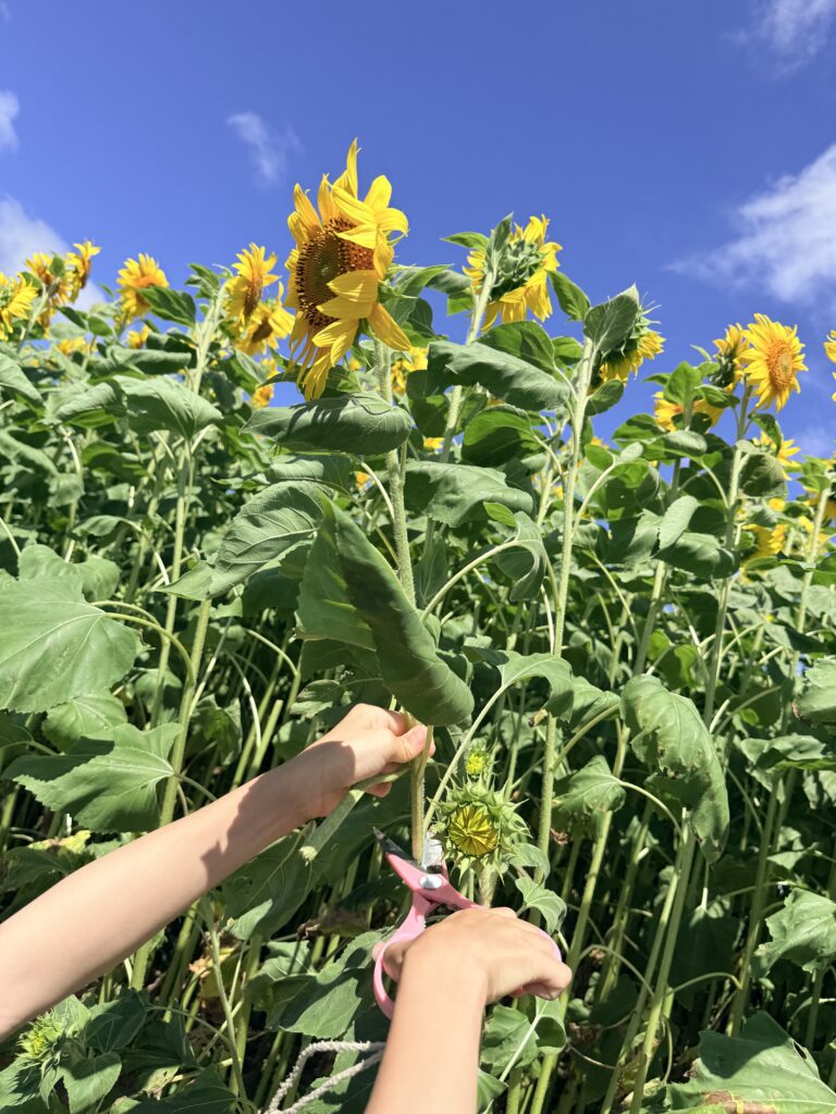 ニセコ高橋牧場のひまわり畑でひまわりを摘み取る様子