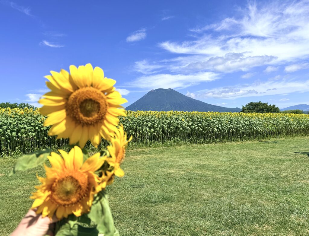 高橋牧場で摘み取ったひまわりと羊蹄山|ニセコの夏