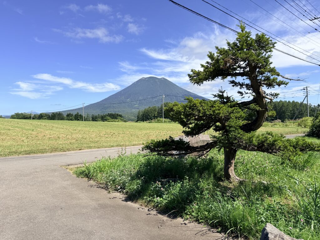 倶知安町・望羊癒しの杜周辺から望む夏の羊蹄山と緑の風景