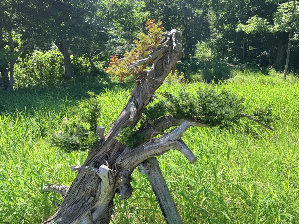 望羊癒しの杜周辺にある和を感じる枝ぶりの木