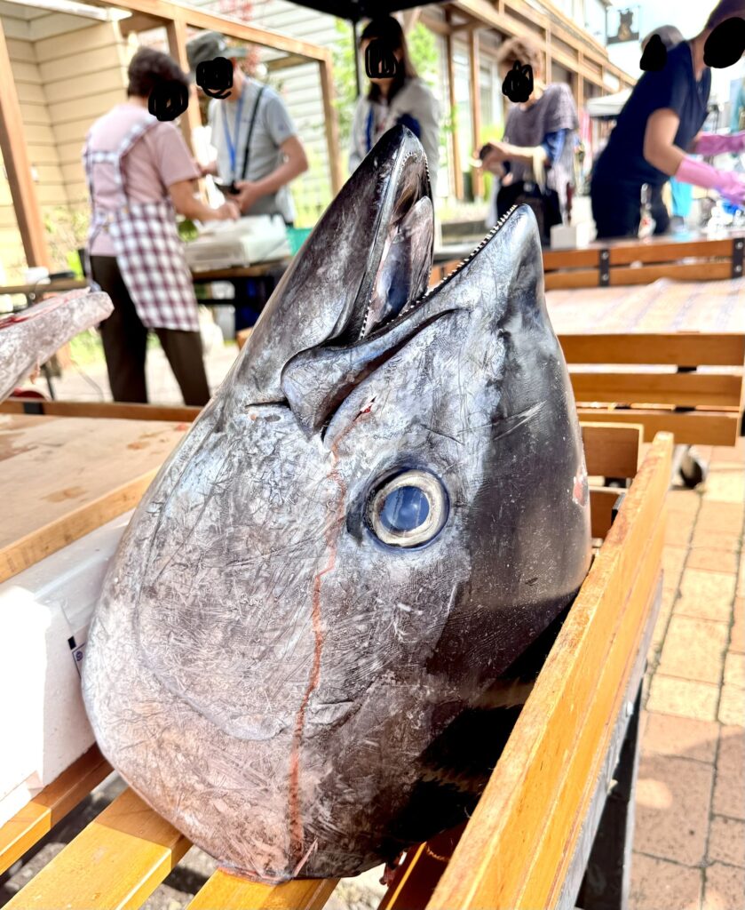 生マグロ解体ショー後の大きなマグロの頭