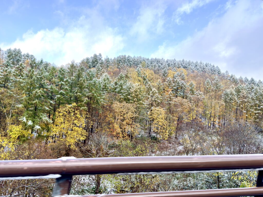 ニセコ周辺で10月の雪と黄色い紅葉が重なった山林の風景